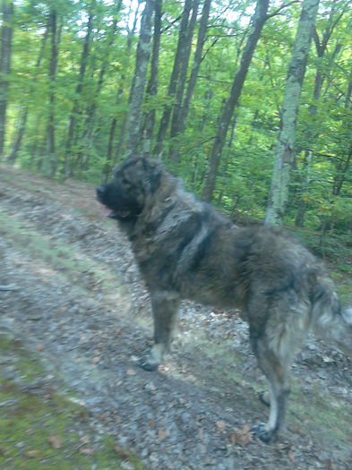 IMG_20141005_135653 - ciobanesc caucazian