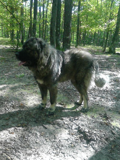 IMG_20141005_135233 - ciobanesc caucazian