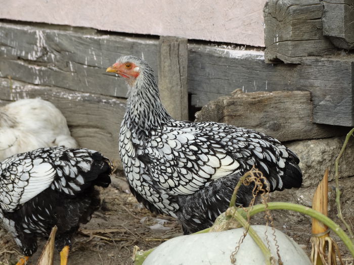 DSC02637 - Wyandotte argintiu