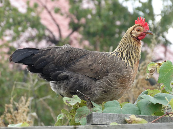 La furat - Italiana Orange-Duckwing