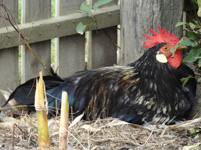 DSC02564 - Italiana Orange-Duckwing