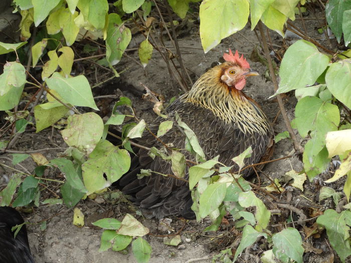 DSC02565 - Italiana Orange-Duckwing