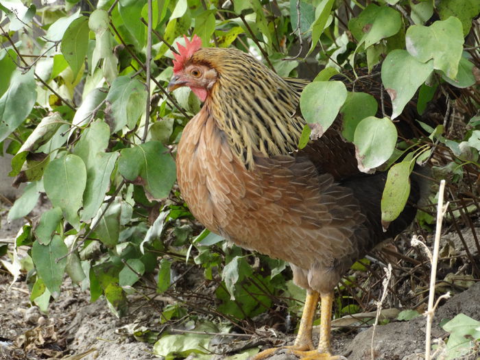 DSC02569 - Italiana Orange-Duckwing