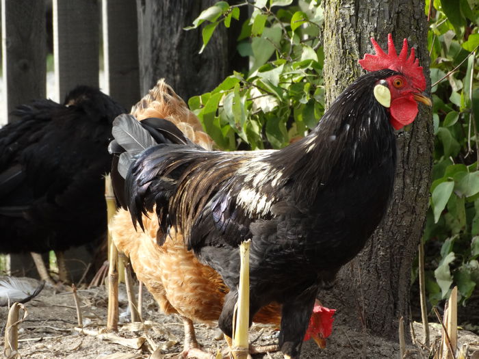 DSC02649 - Italiana Orange-Duckwing