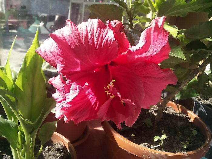ciclam - hibiscus