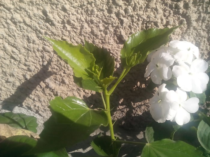 IMG_20141011_111751 - florile mele