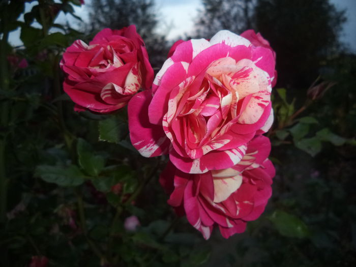 TWIST - Trandafiri 2014