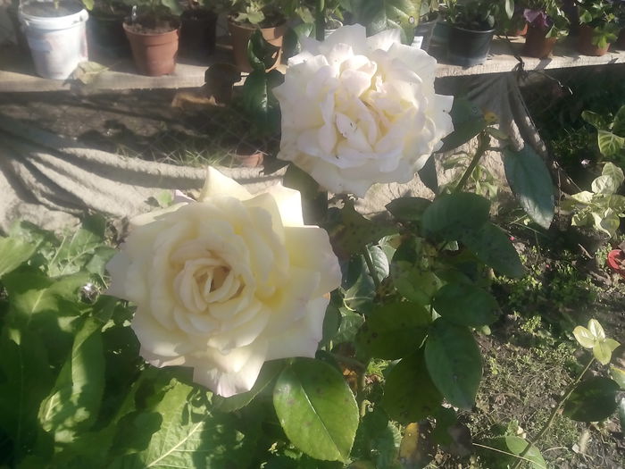 IMG_20141011_111915 - trandafiri