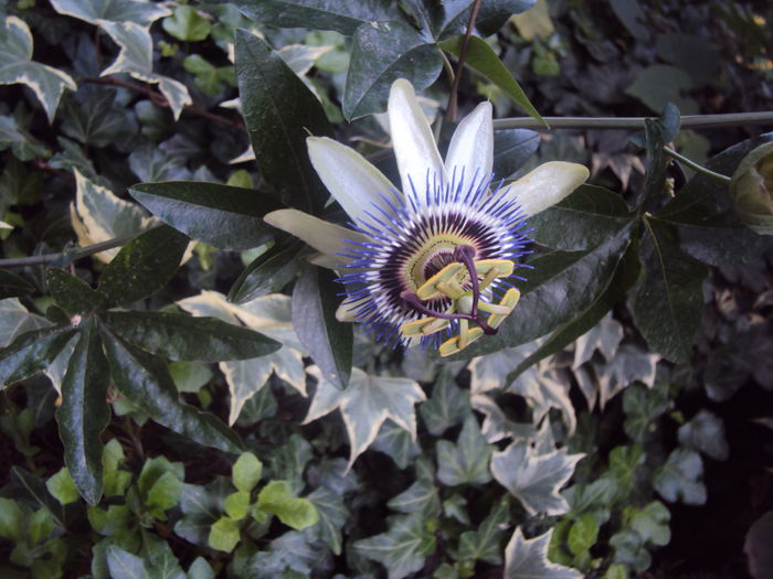 DSC04479 - Passiflora