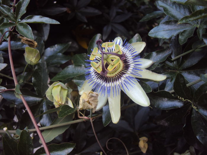 DSC04492 - Passiflora