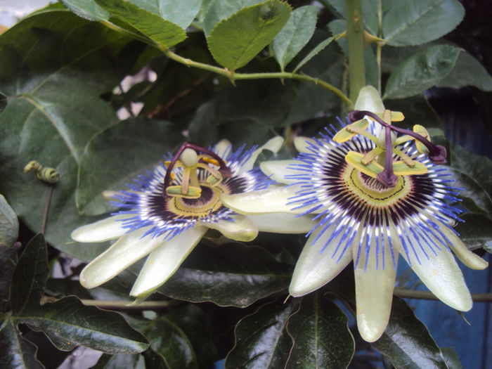 DSC04494 - Passiflora