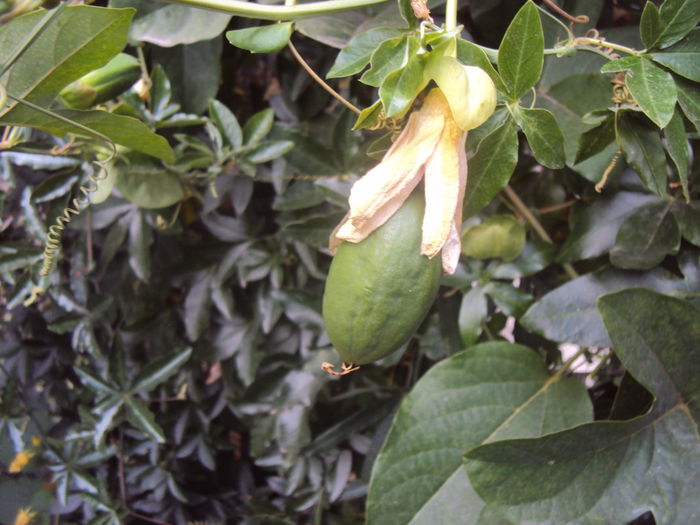 DSC04506 - Passiflora