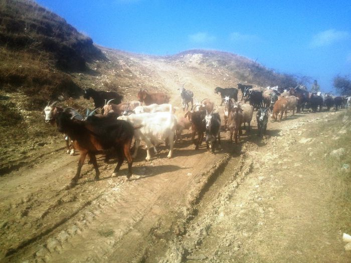 capritele de la stana . - atractii turistice la naieni