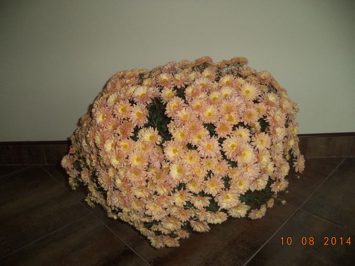 DSC01485