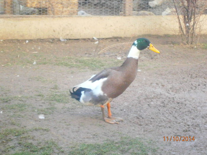 PA114720 - Rate Pitice Caal Duck
