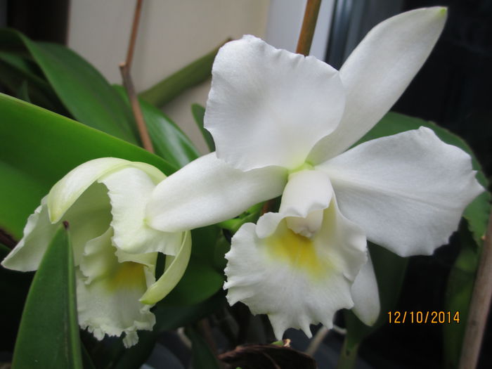 cattleya alba 2 2014.10.12 1