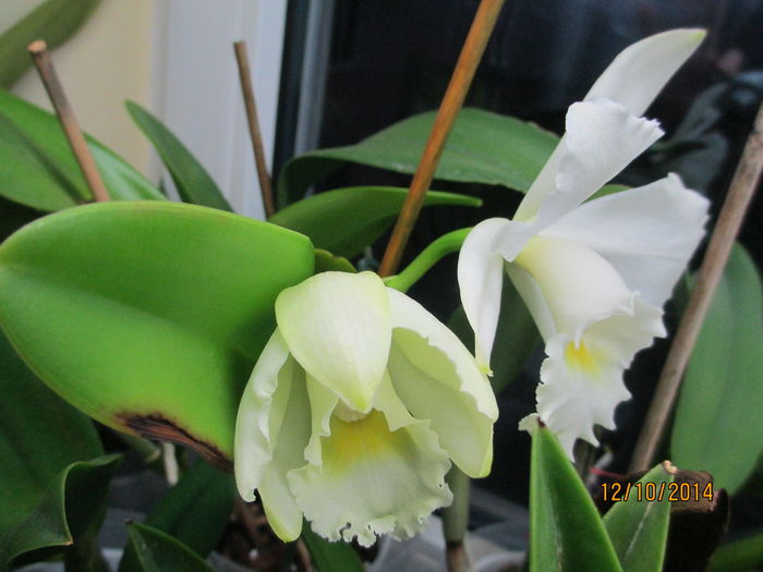 cattleya alba 2 2014.10.12 2