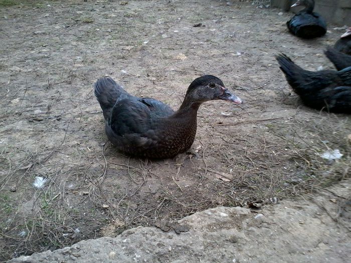 una din "negresele" mele preferate - K- Rate lesesti 2014