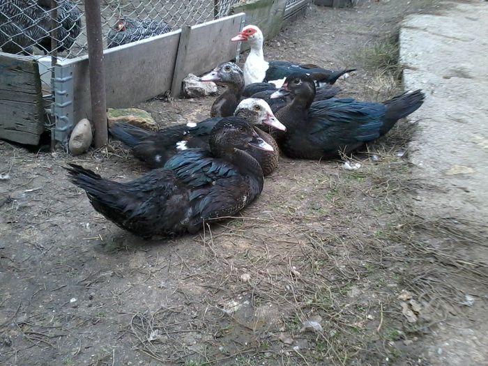 2014-10-11 14.57.12 - K- Rate lesesti 2014