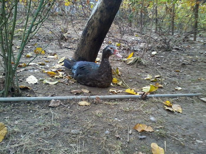 a mai crescut...incet,incet devine barbat in toata regula:) - K- Rate lesesti 2014