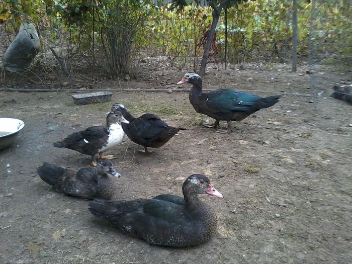 in prim plan masculul meu preferat din aceasta serie - K- Rate lesesti 2014