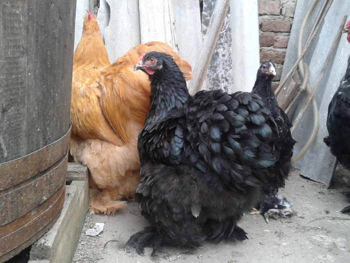 2014-10-01 16.00.01 - seria II