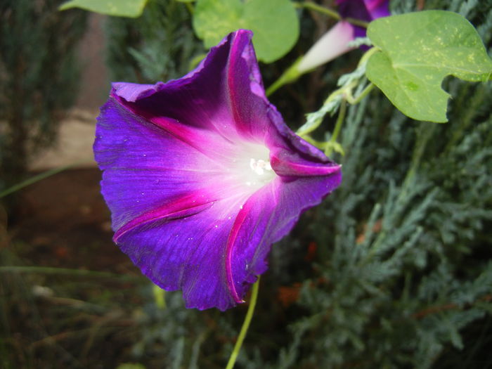 Morning Glory_Ipomoea (2014, Sep.15)