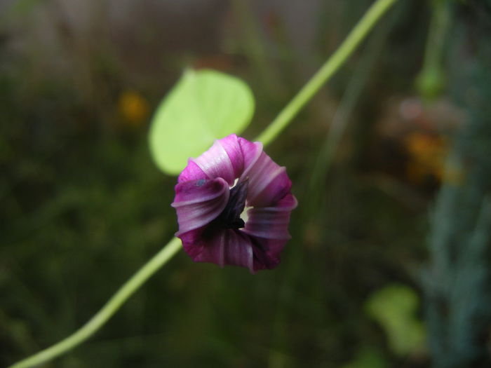 Morning Glory_Ipomoea (2014, Sep.21)