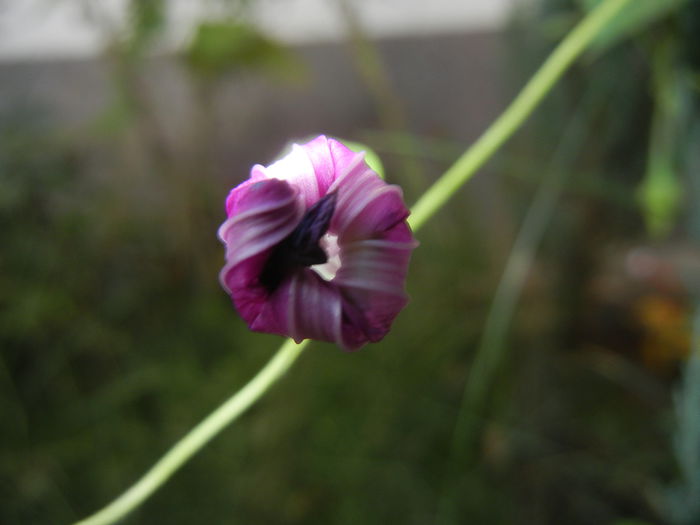 Morning Glory_Ipomoea (2014, Sep.21)