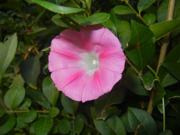 Morning Glory_Ipomoea (2014, Sep.25)