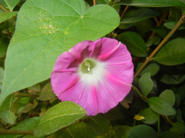 Morning Glory_Ipomoea (2014, Sep.25)