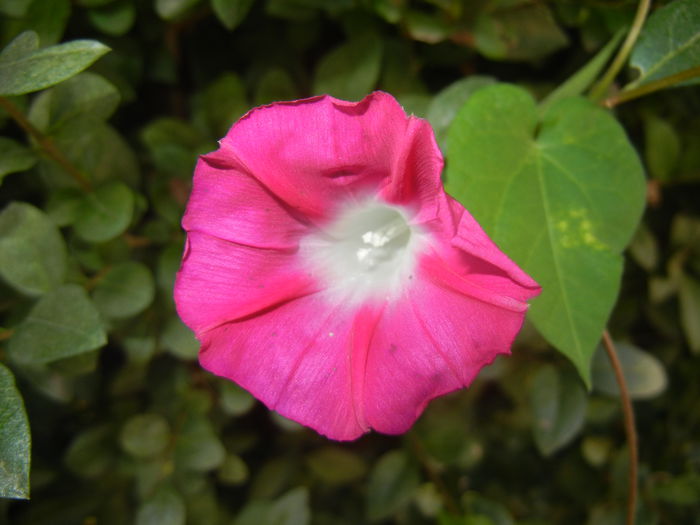 Morning Glory_Ipomoea (2014, Sep.25)