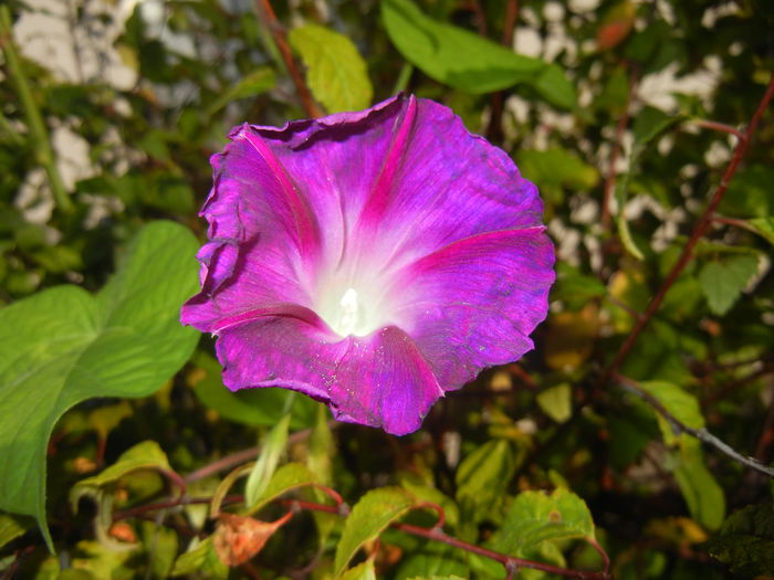 Morning Glory_Ipomoea (2014, Sep.25)