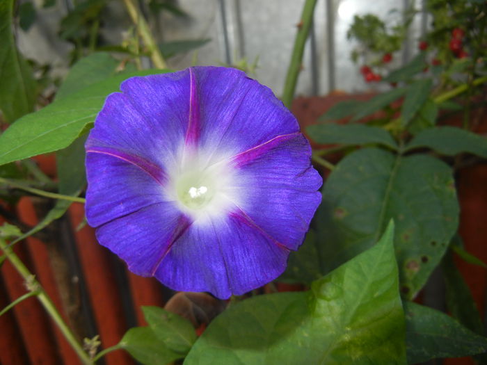 Morning Glory_Ipomoea (2014, Sep.25)