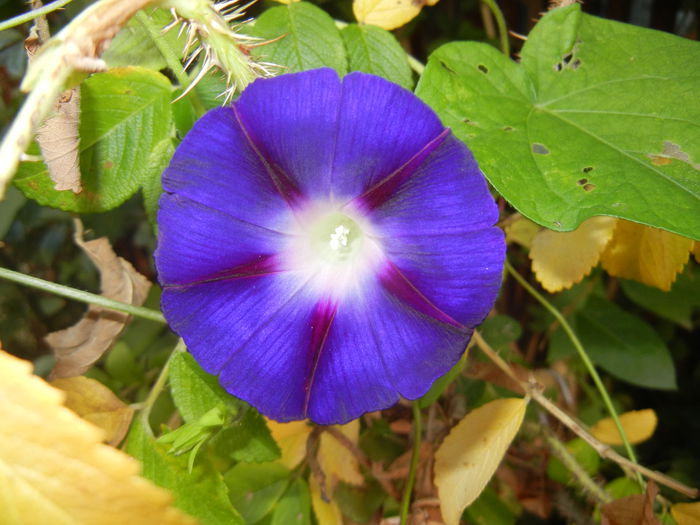 Morning Glory_Ipomoea (2014, Sep.25)
