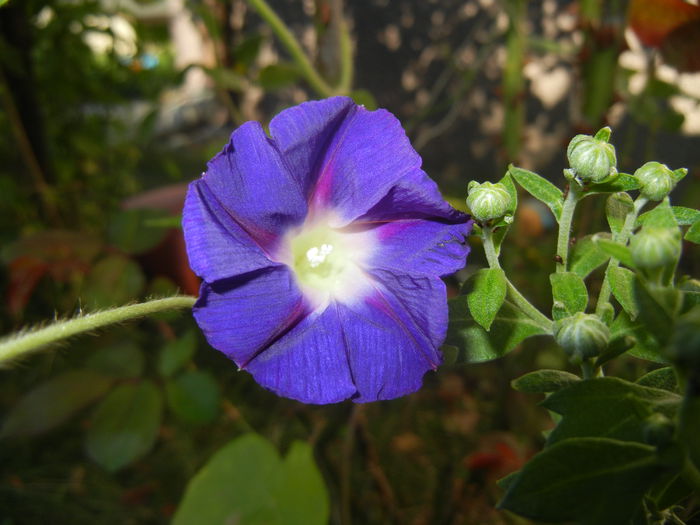Morning Glory_Ipomoea (2014, Sep.25)