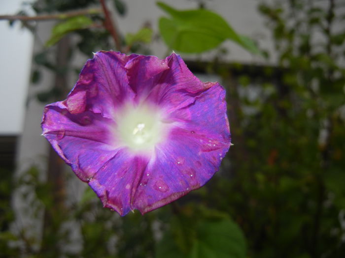 Morning Glory_Ipomoea (2014, Sep.26) - ZORELE Ipomoea