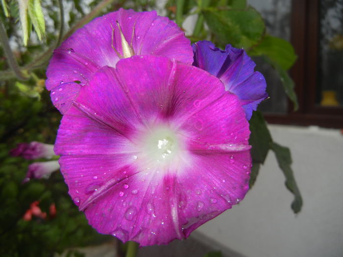 Morning Glory_Ipomoea (2014, Sep.26)