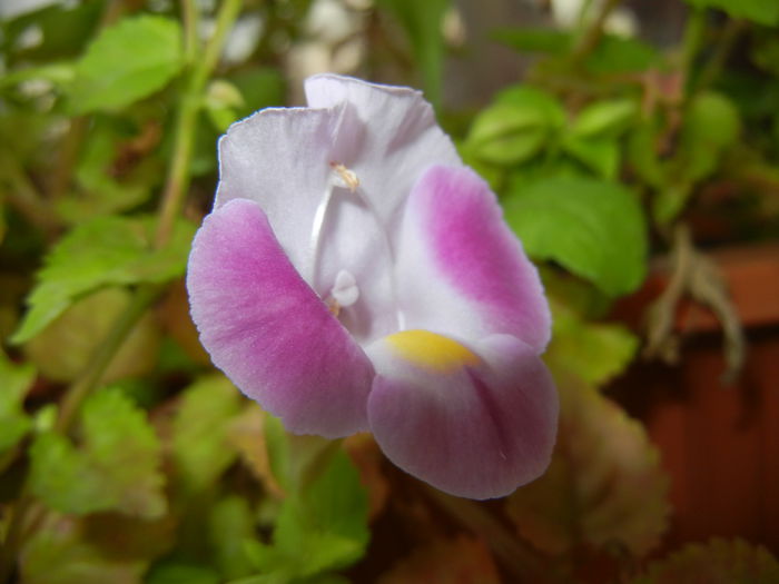 Torenia Rose Dream (2014, Sep.21)