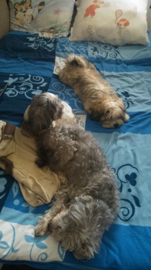 DSC_0555 - Fritz  Bella  Mimi