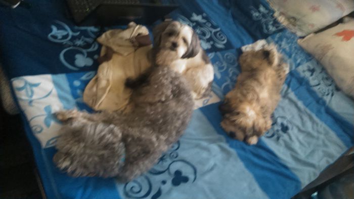 DSC_0556 - Fritz  Bella  Mimi