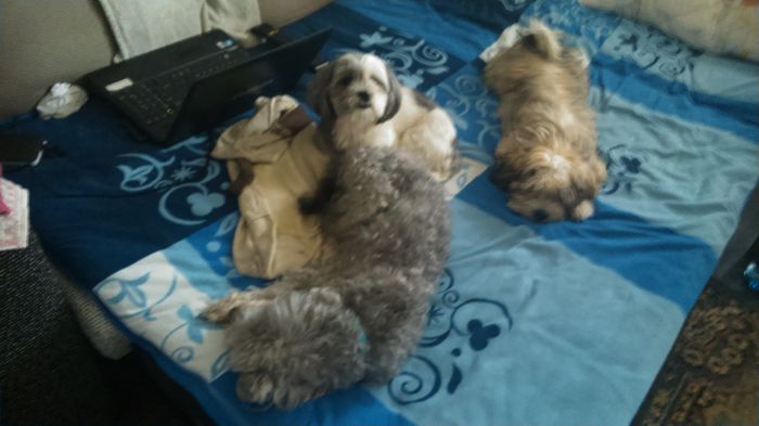 DSC_0557 - Fritz  Bella  Mimi