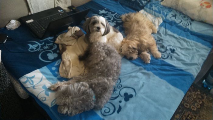 DSC_0559 - Fritz  Bella  Mimi