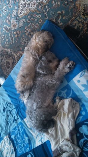 DSC_0563 - Fritz  Bella  Mimi