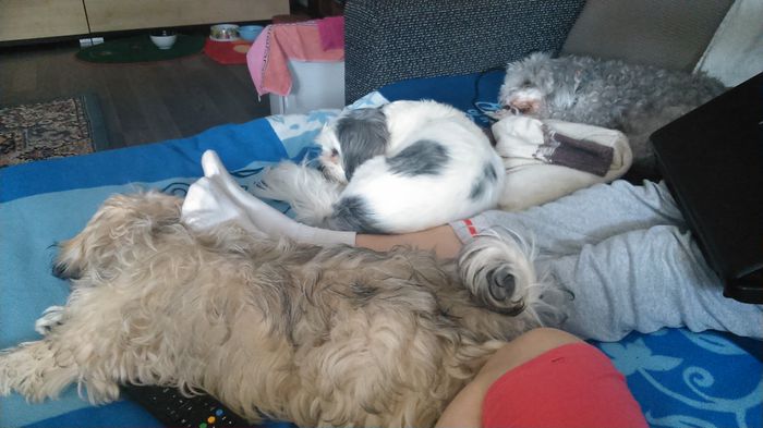 DSC_0539 - Fritz  Bella  Mimi