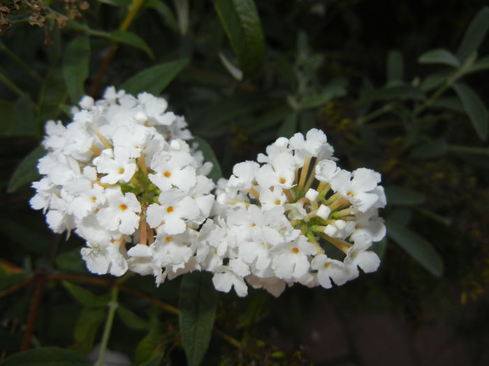 Buddleja davidii White (2014, Sep.13) - Buddleja White