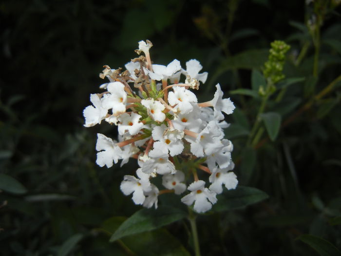 Buddleja davidii White (2014, Sep.13)