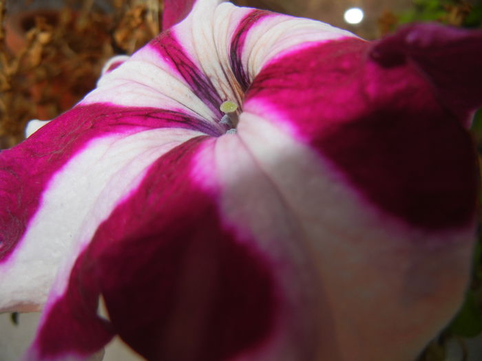 Petunia (2014, September 21) - PETUNIA Simple