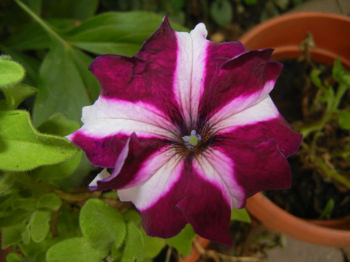 Petunia (2014, October 09) - PETUNIA Simple