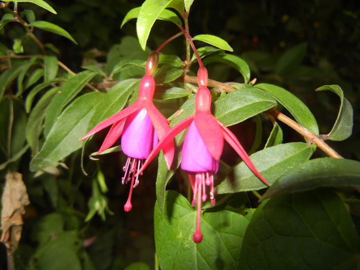 Fuchsia magellanica Gracilis (`14, Sep.21) - Fuchsia magellanica Gracilis